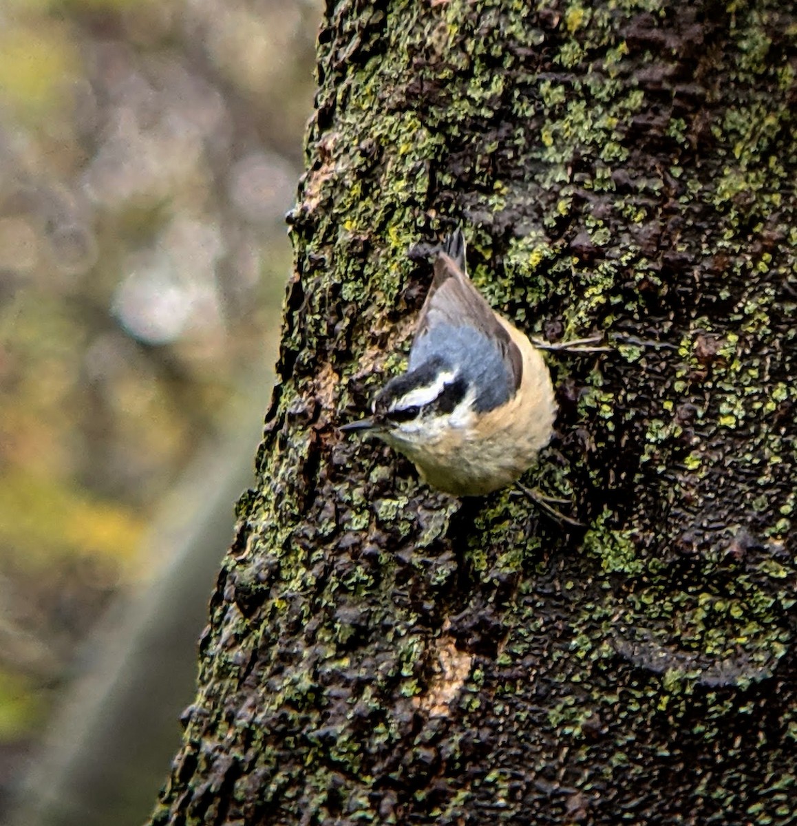 Red-breasted Nuthatch - ML445443691