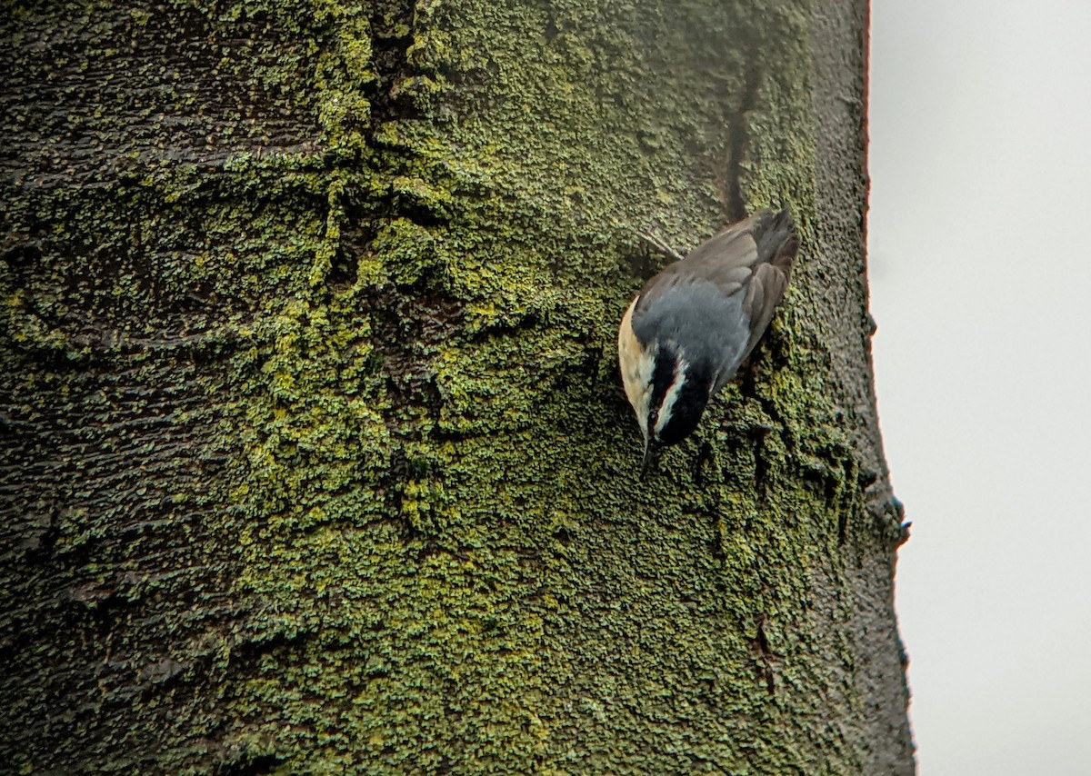 Red-breasted Nuthatch - ML445443711