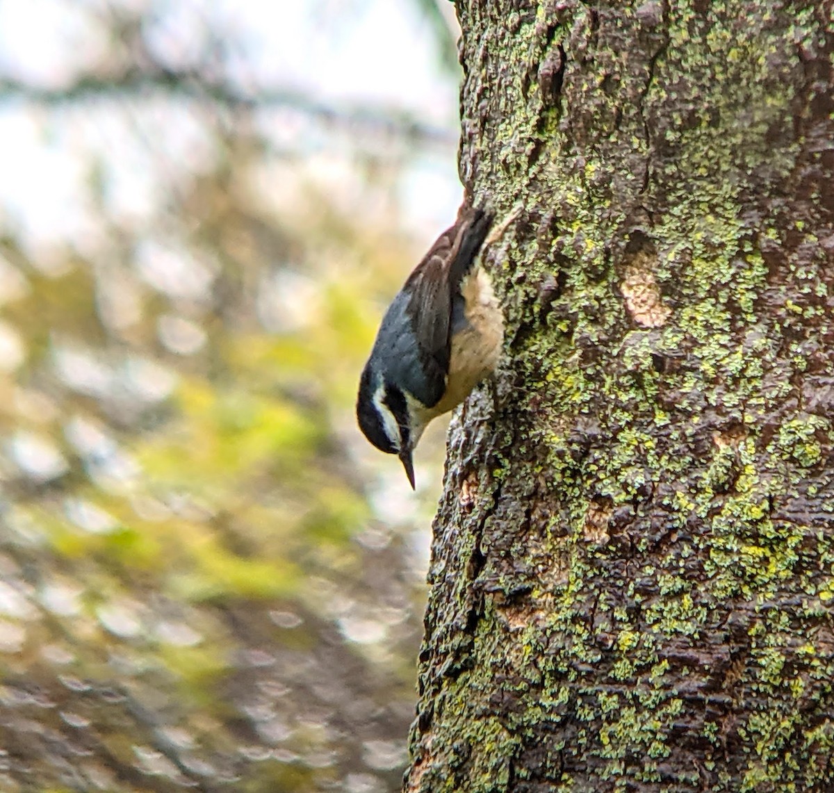 Red-breasted Nuthatch - ML445443741