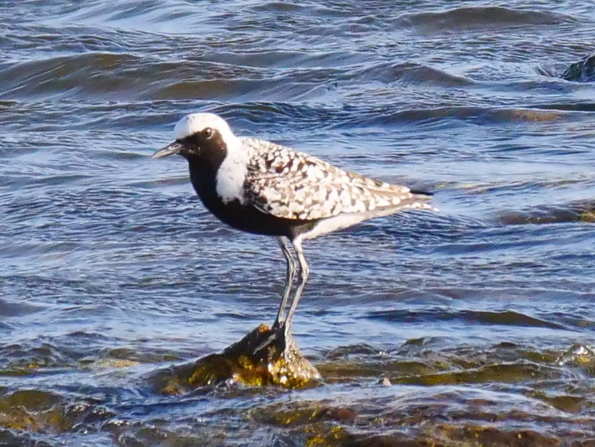 Black-bellied Plover - ML445447921