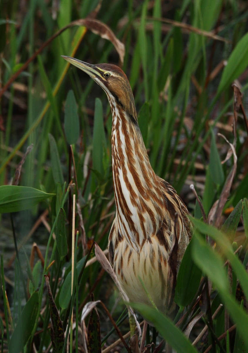 American Bittern - ML44544871