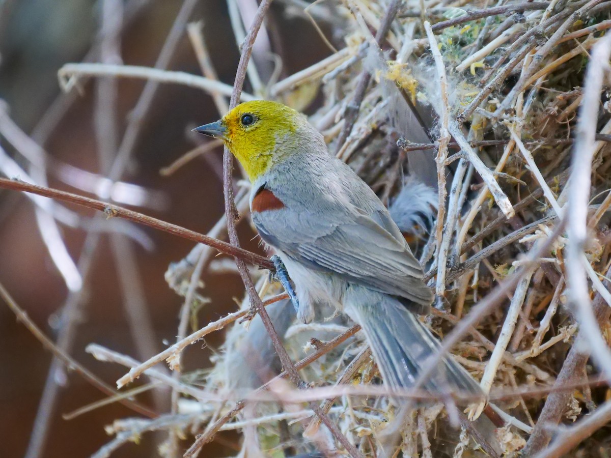 Verdin - ML445448721