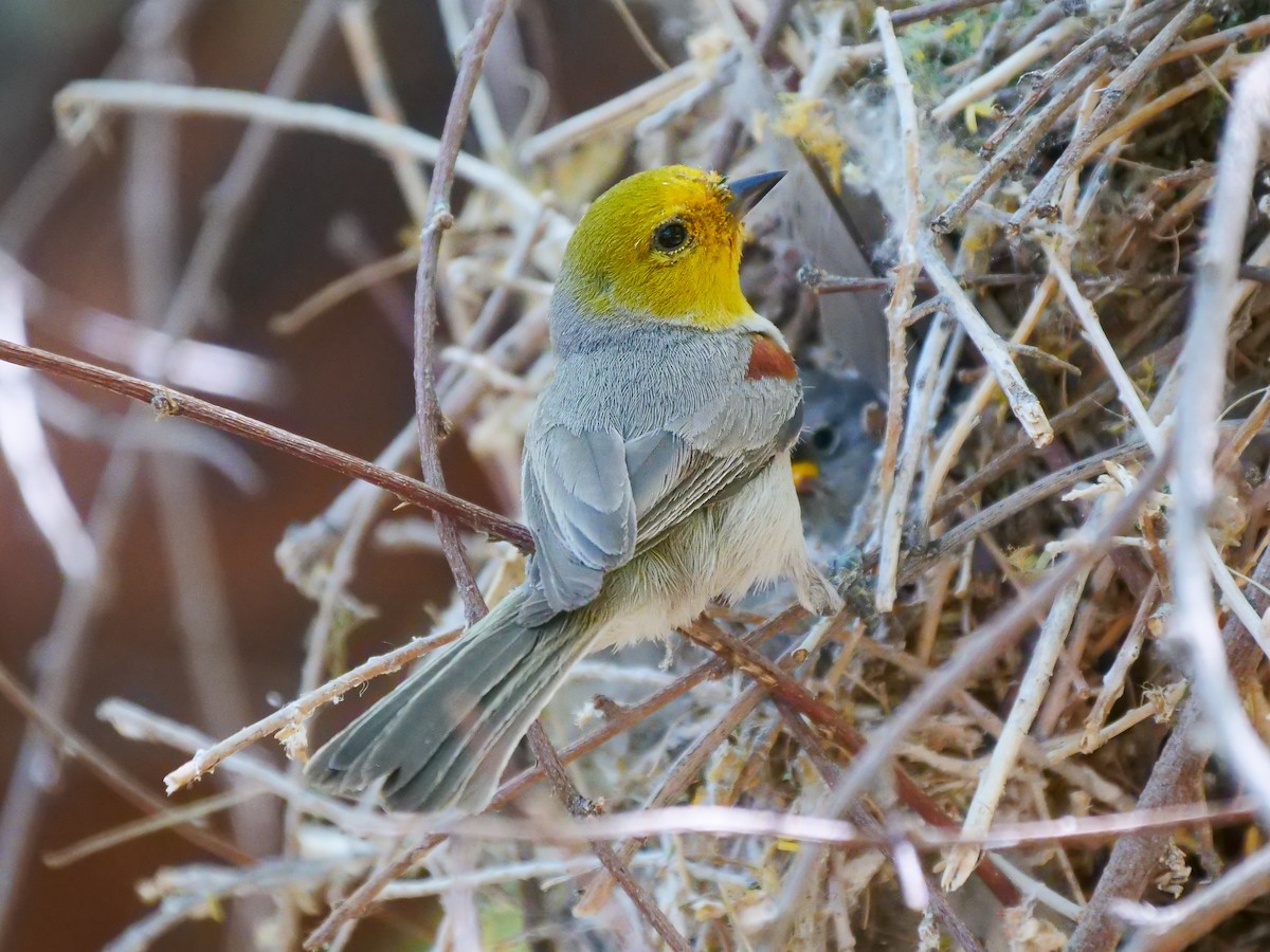 Verdin - ML445448771