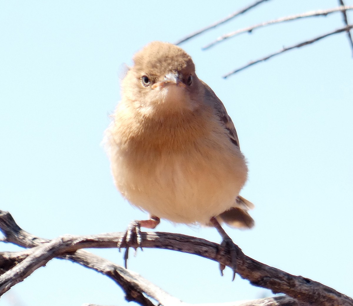 Crimson Chat - ML445451031