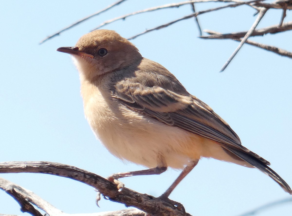 Crimson Chat - ML445451041