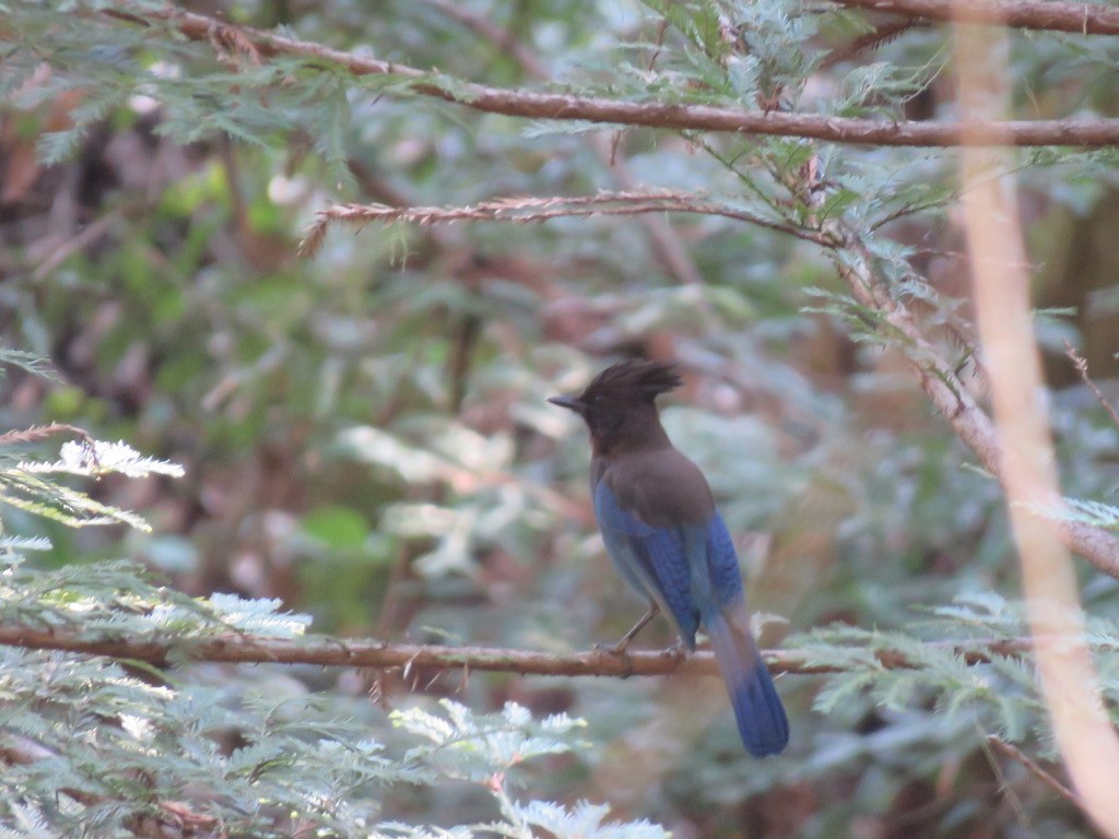 Steller's Jay - ML445451311