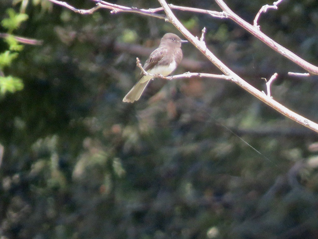 Black Phoebe - ML445451431