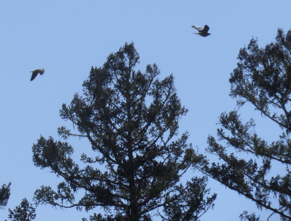 Band-tailed Pigeon - ML445451601