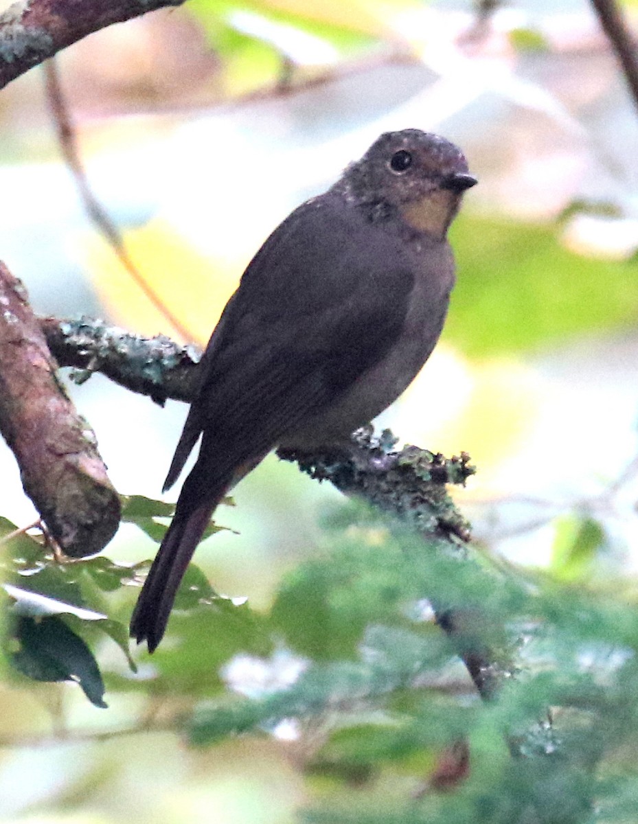 Gobemouche de Taïwan - ML44545161