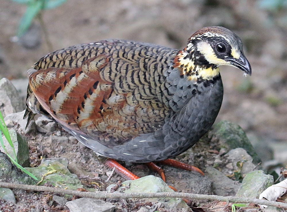 Taiwan Partridge - Ed Thomas