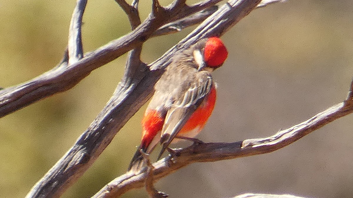 Crimson Chat - ML445452011