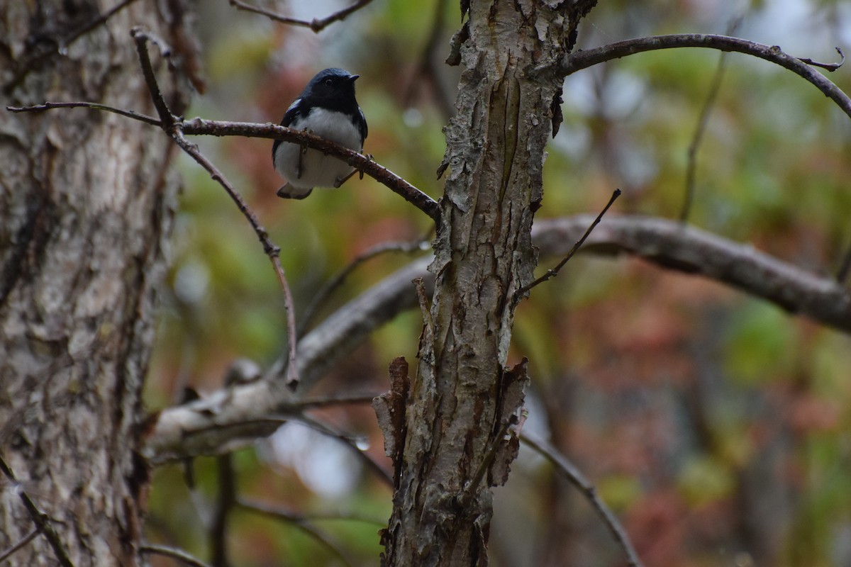 Black-throated Blue Warbler - ML445452111