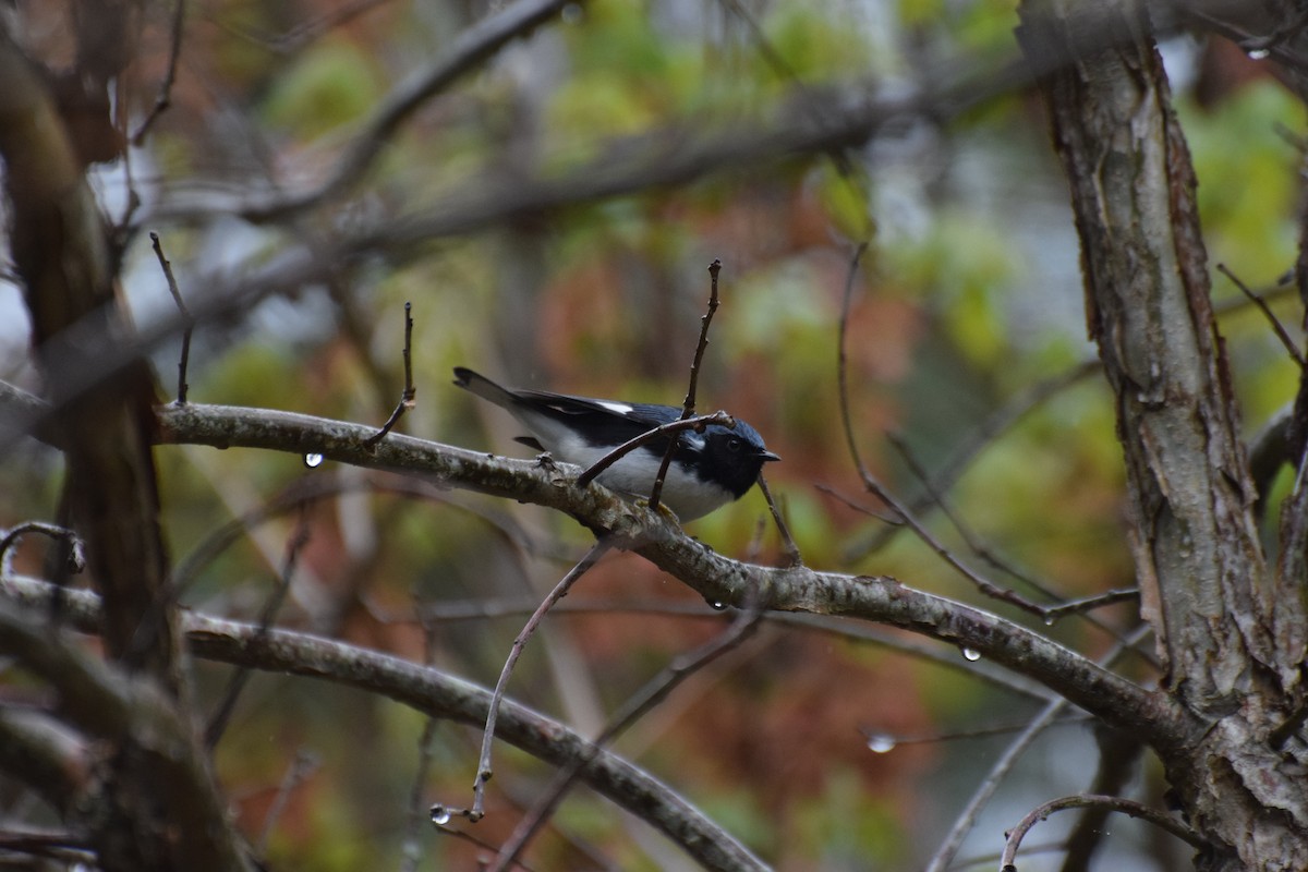 Black-throated Blue Warbler - ML445452231