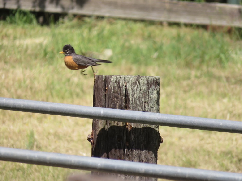 American Robin - ML445452271