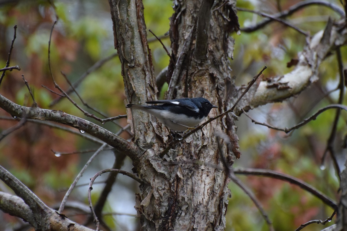 Black-throated Blue Warbler - ML445452291