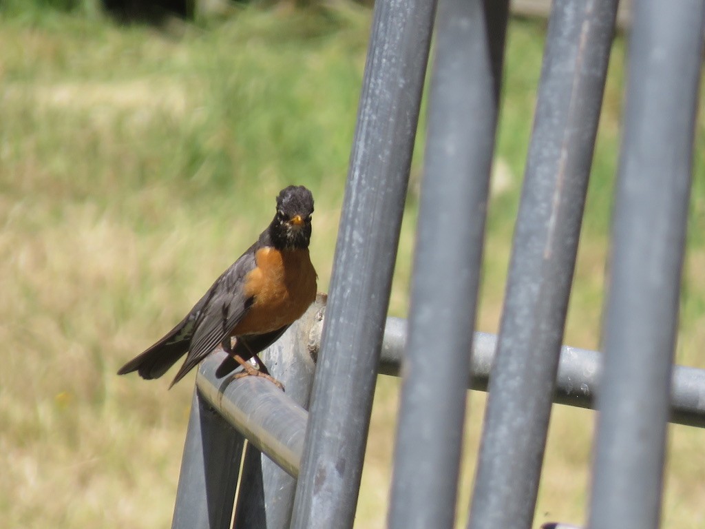 American Robin - ML445452321