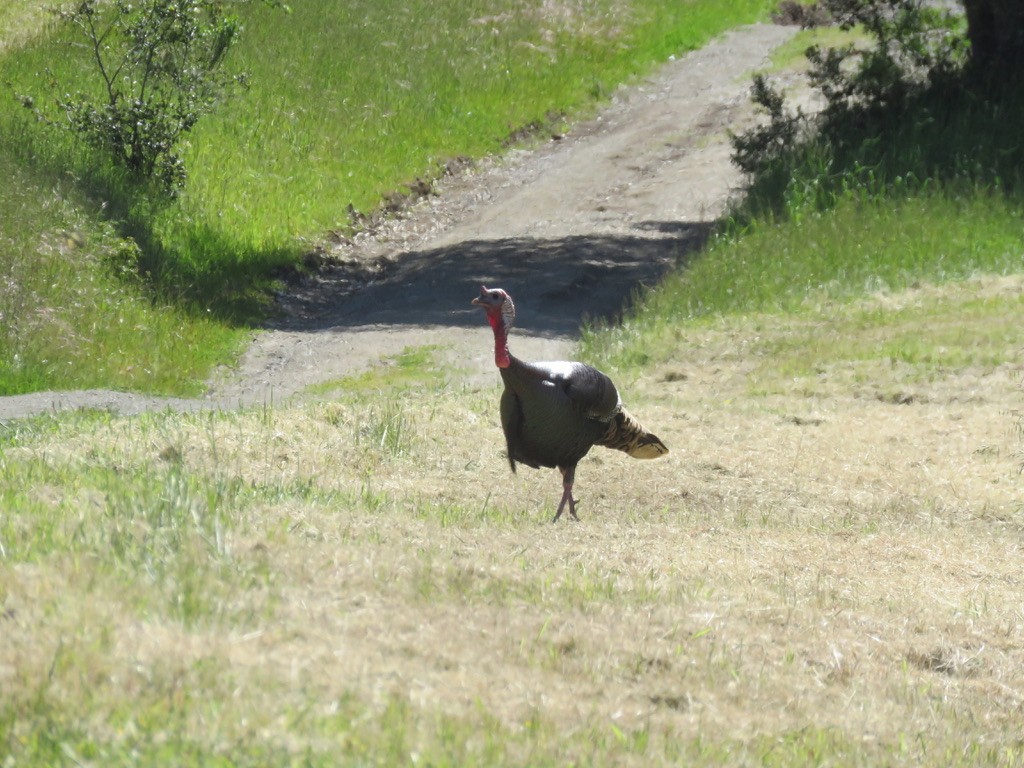 Wild Turkey - ML445452431