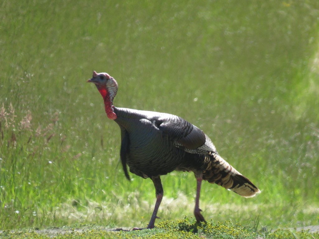 Wild Turkey - Jennifer Rycenga