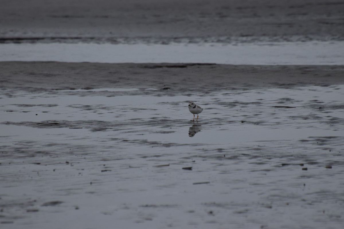 Piping Plover - ML445452961