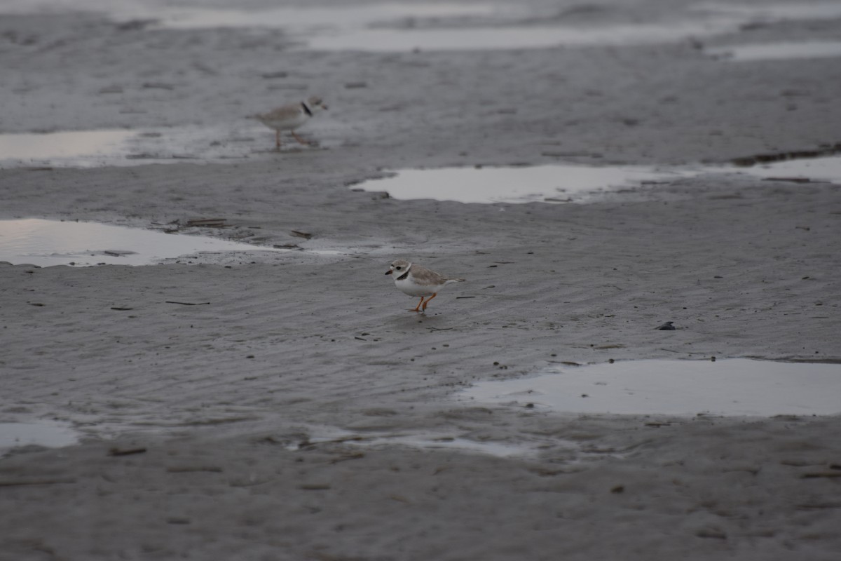 Piping Plover - ML445453051