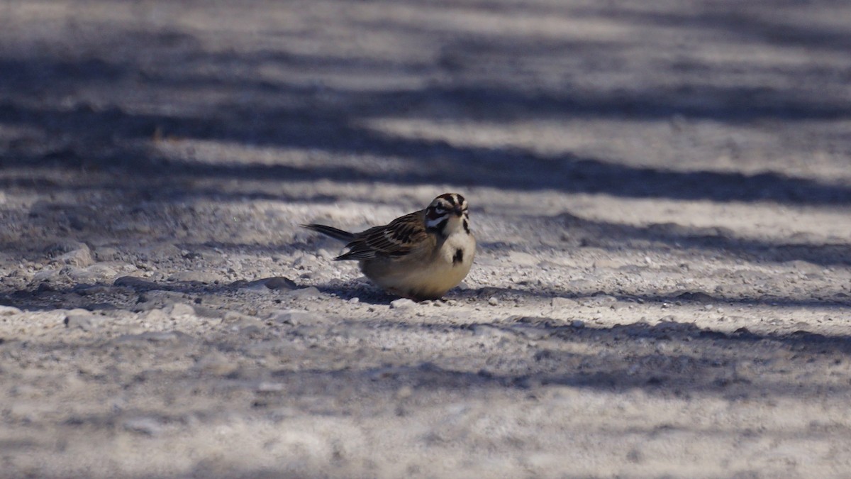 Lark Sparrow - ML445453211