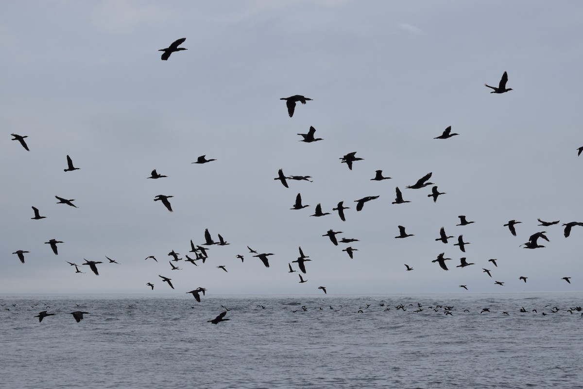 Double-crested Cormorant - ML445453381