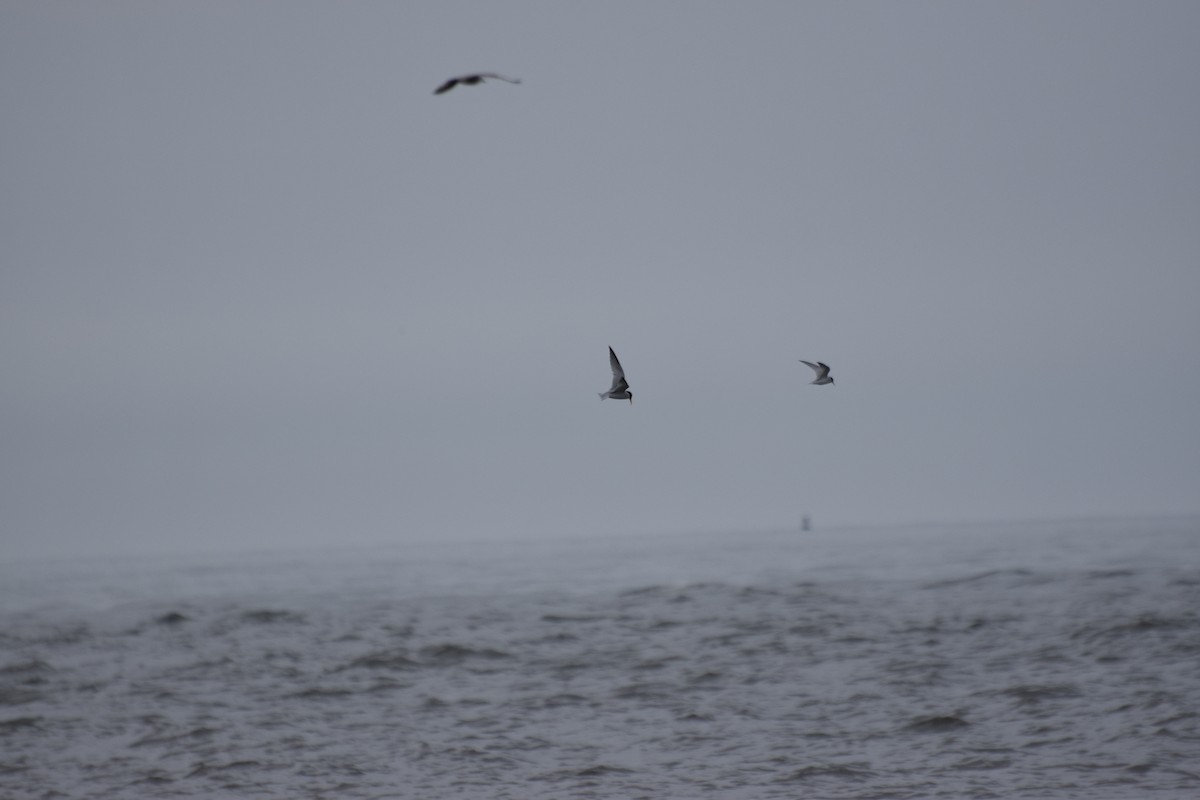 Least Tern - ML445453511