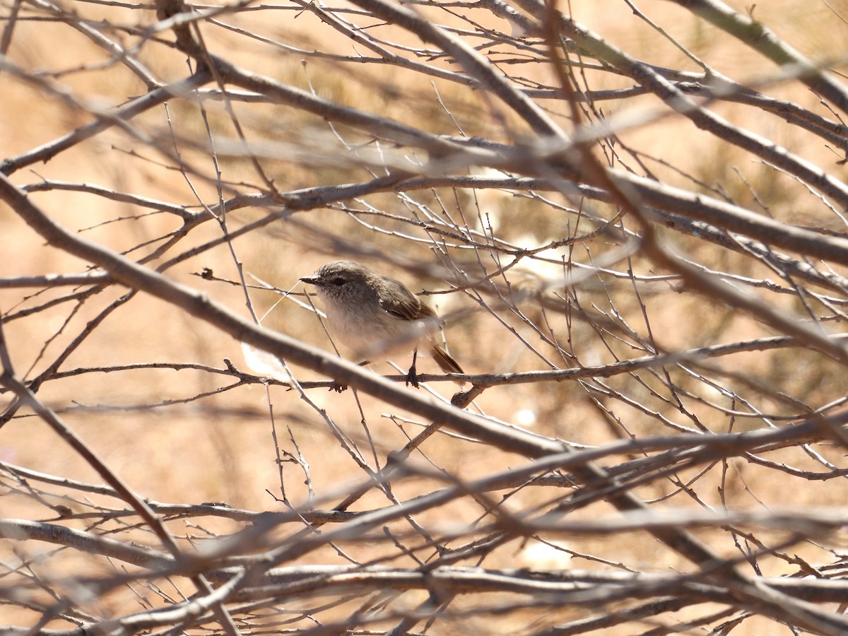 Red-capped Robin - ML445453551