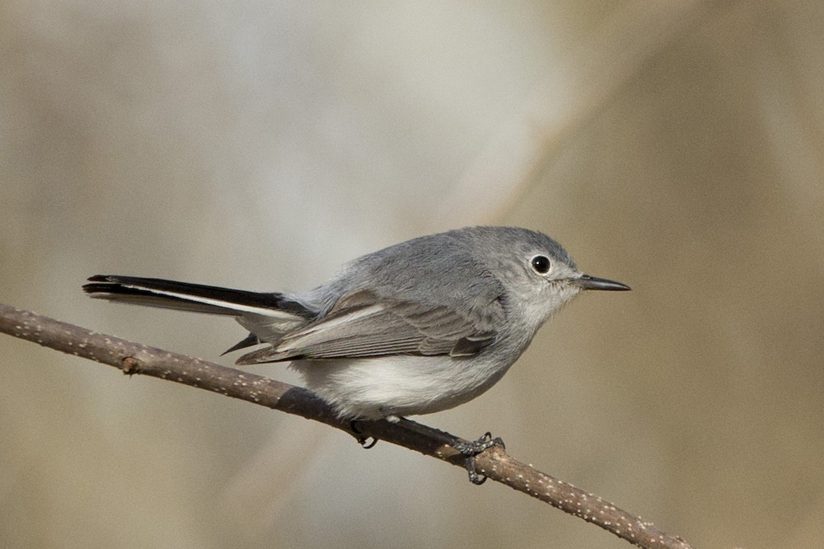 Blue-gray Gnatcatcher - Michael Bowen