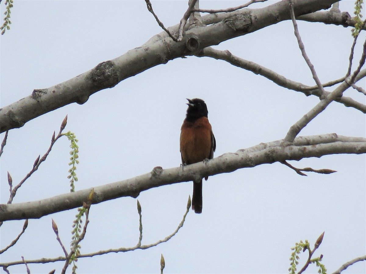 Orchard Oriole - ML445453791