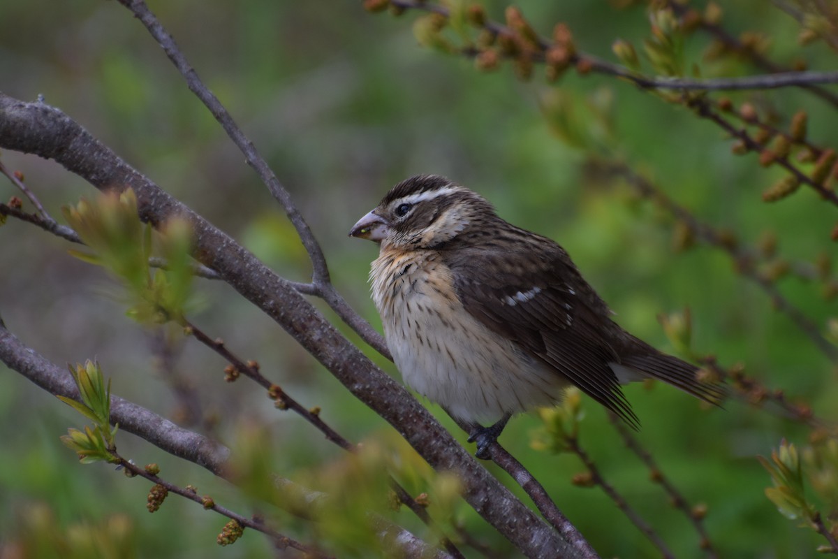 Rose-breasted Grosbeak - ML445453971