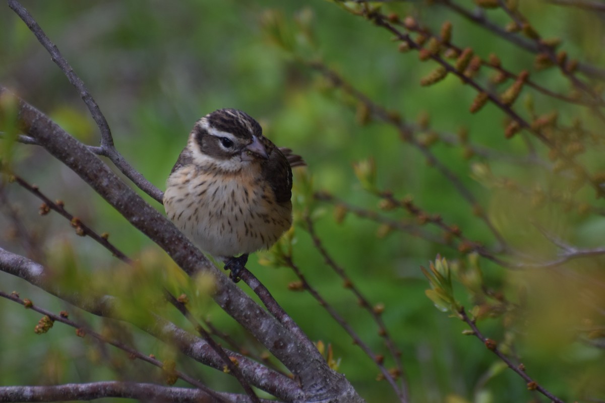 Rose-breasted Grosbeak - ML445453981