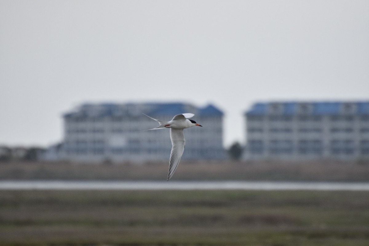 Forster's Tern - ML445454171