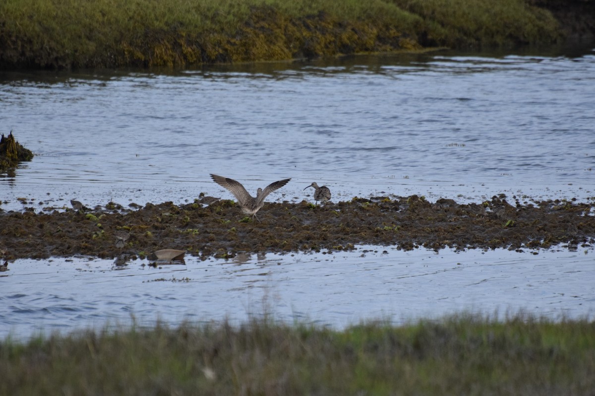 Hudsonian Whimbrel - ML445454221