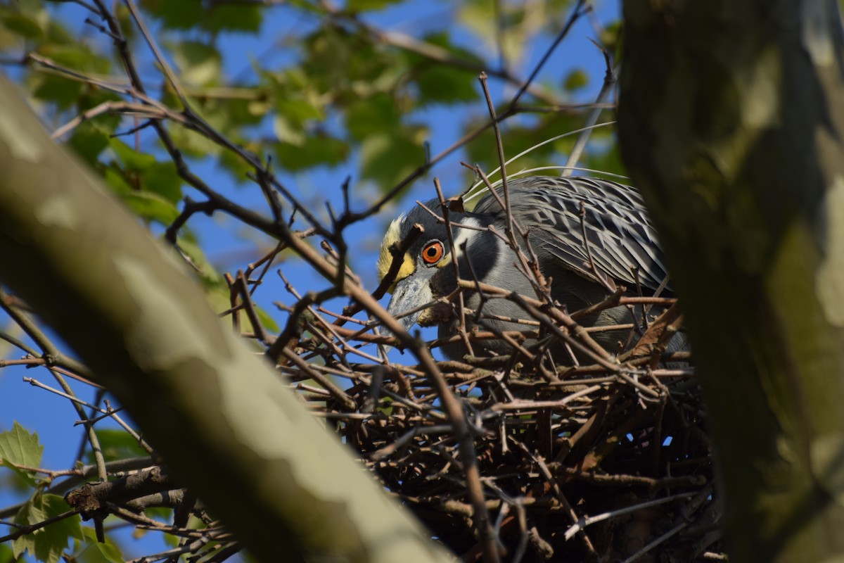 Yellow-crowned Night Heron - ML445454491