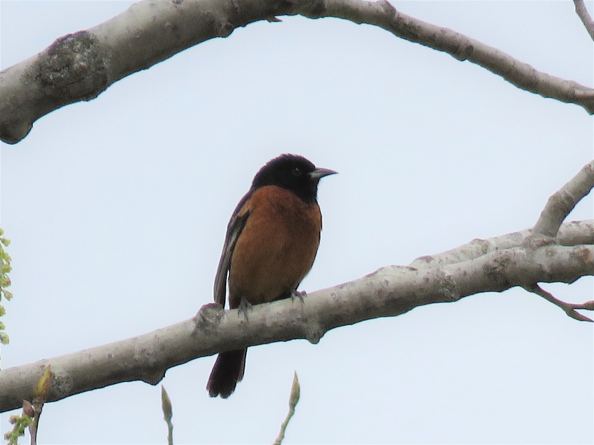 Orchard Oriole - ML445454501
