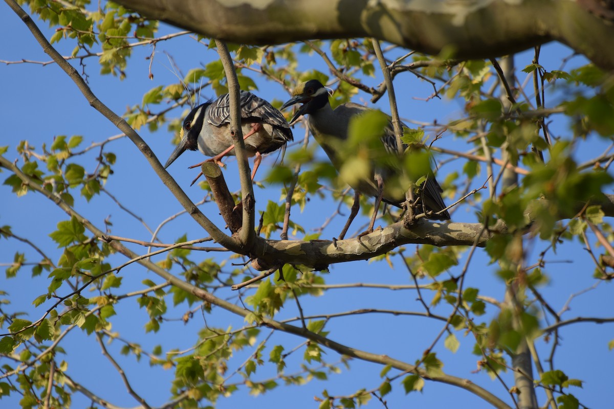 Yellow-crowned Night Heron - ML445454611