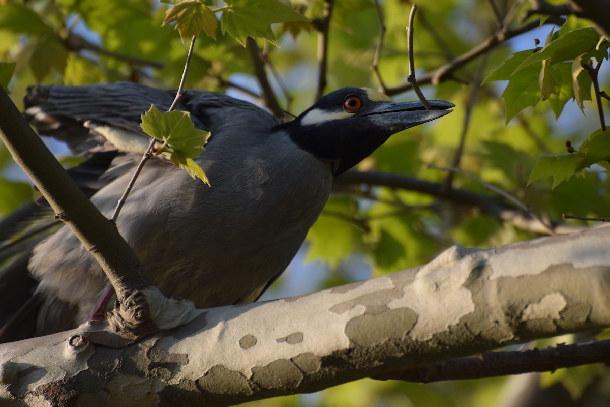Yellow-crowned Night Heron - ML445454701