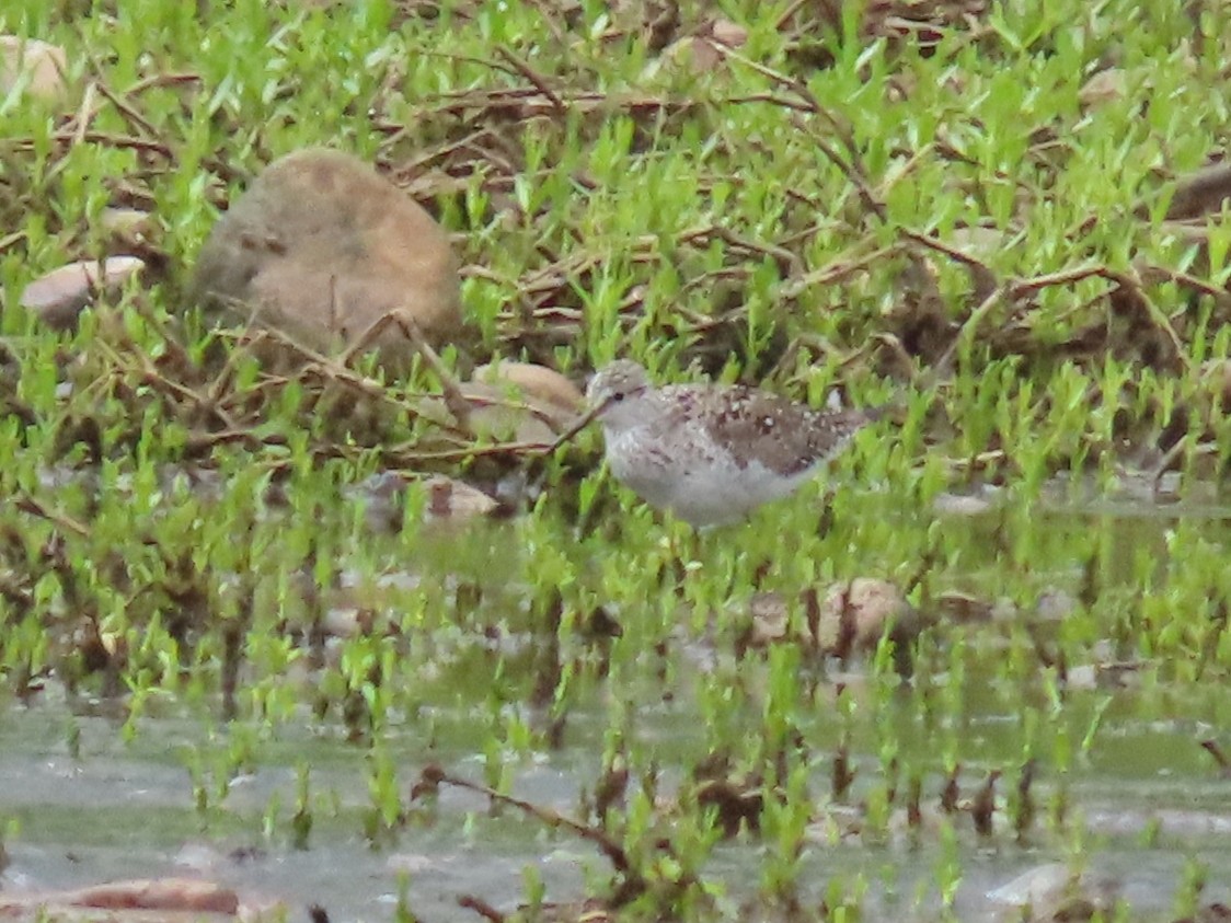 Lesser Yellowlegs - ML445454981