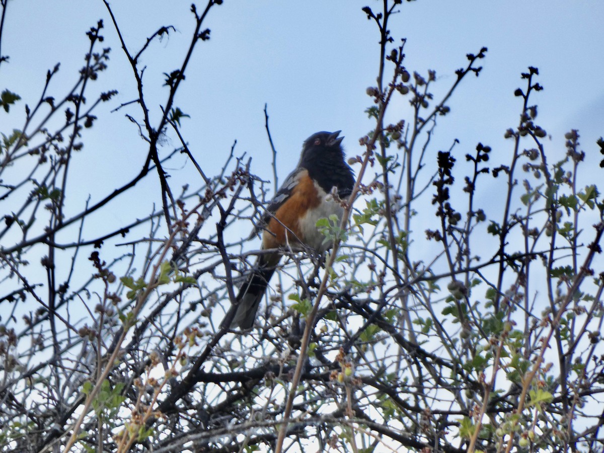 Spotted Towhee - ML445456491