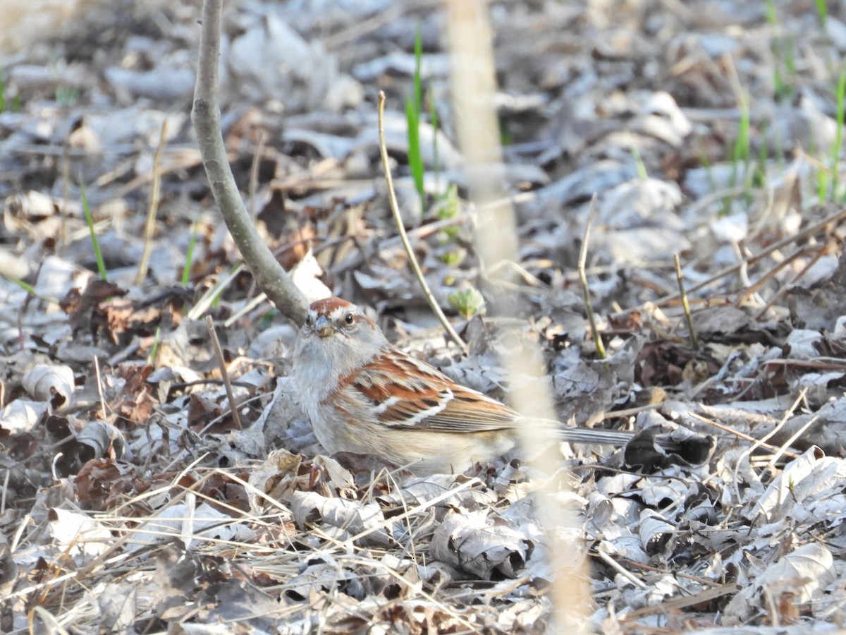 American Tree Sparrow - Emmanuel Poncelet