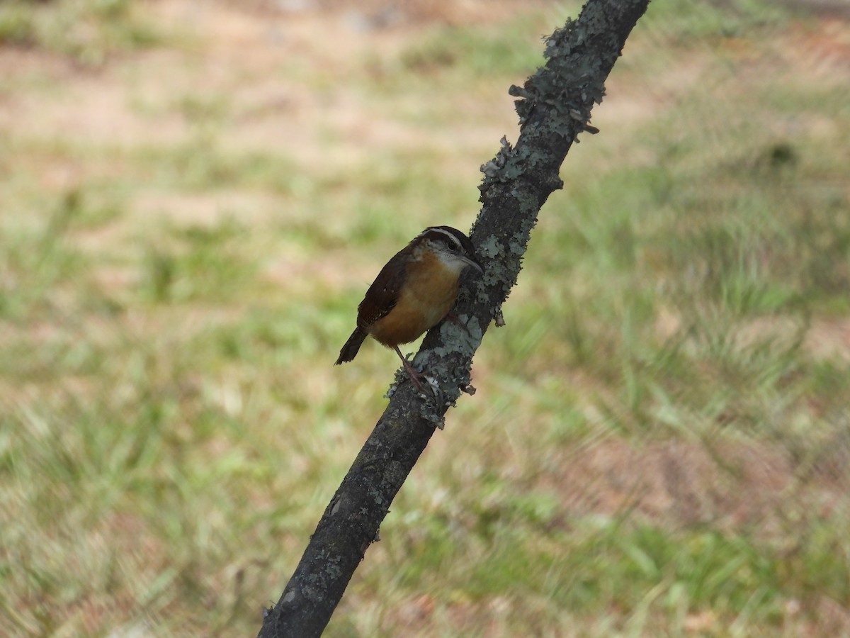 Carolina Wren - ML445458621