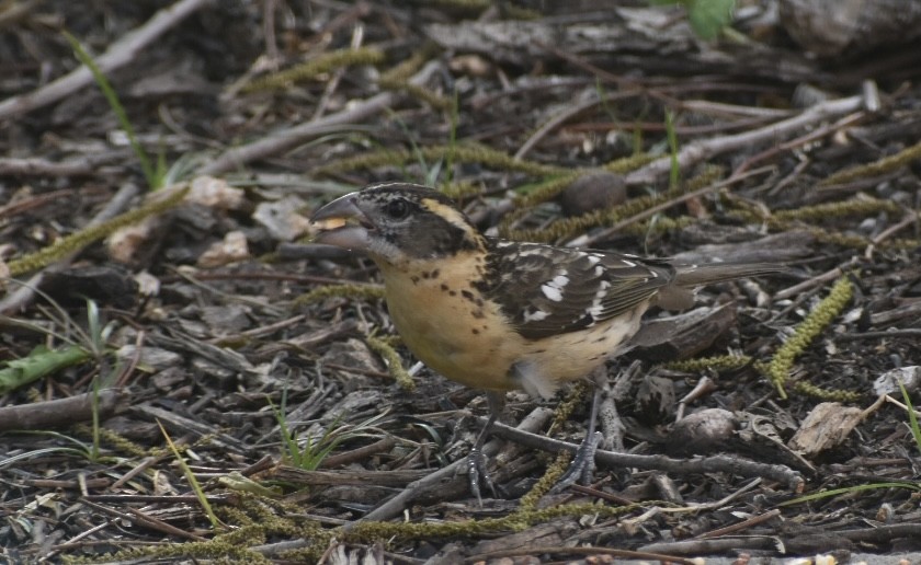 Black-headed Grosbeak - ML445458761