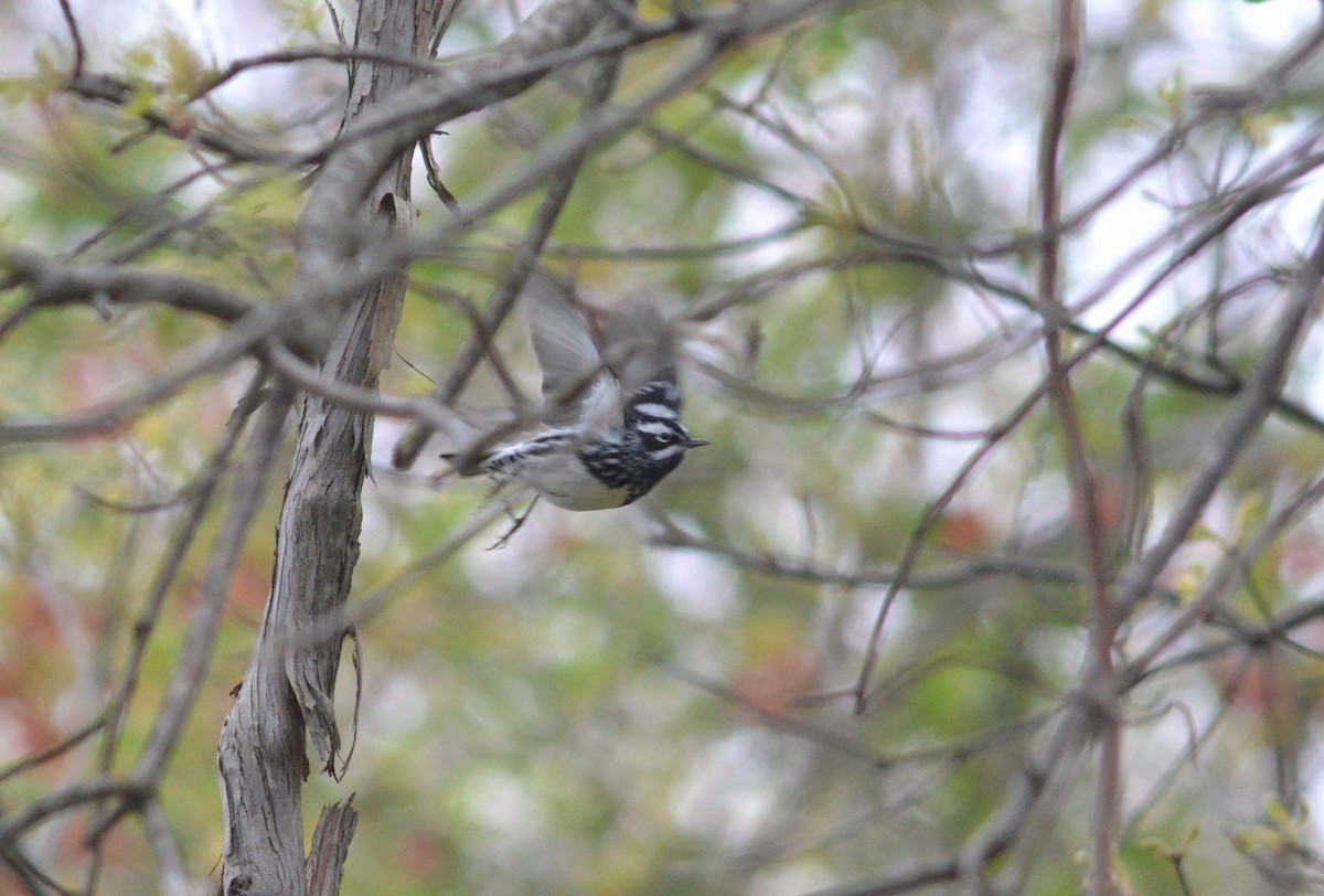 Black-and-white Warbler - ML445458991