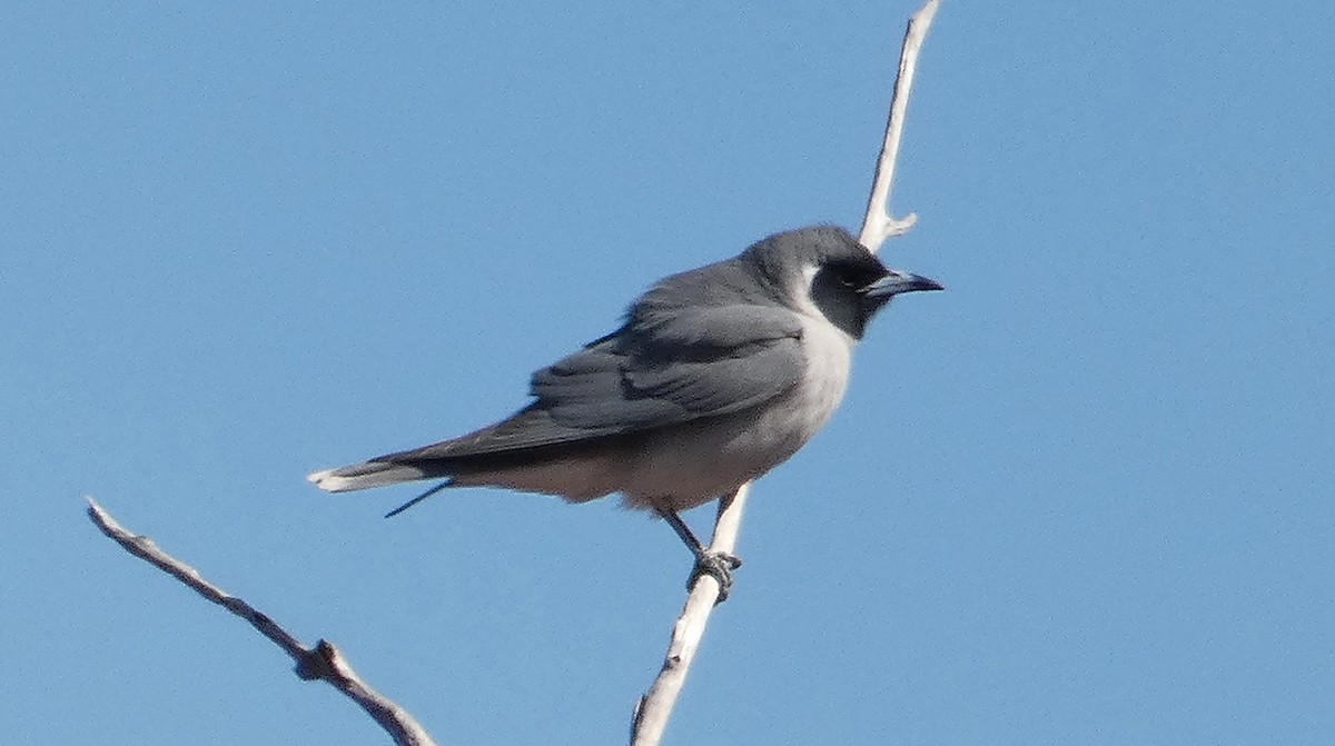 Masked Woodswallow - ML445460791