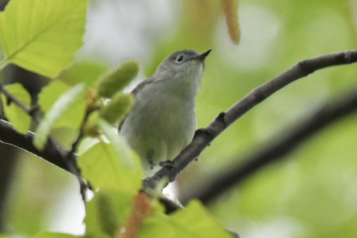 Blue-gray Gnatcatcher - ML445460941