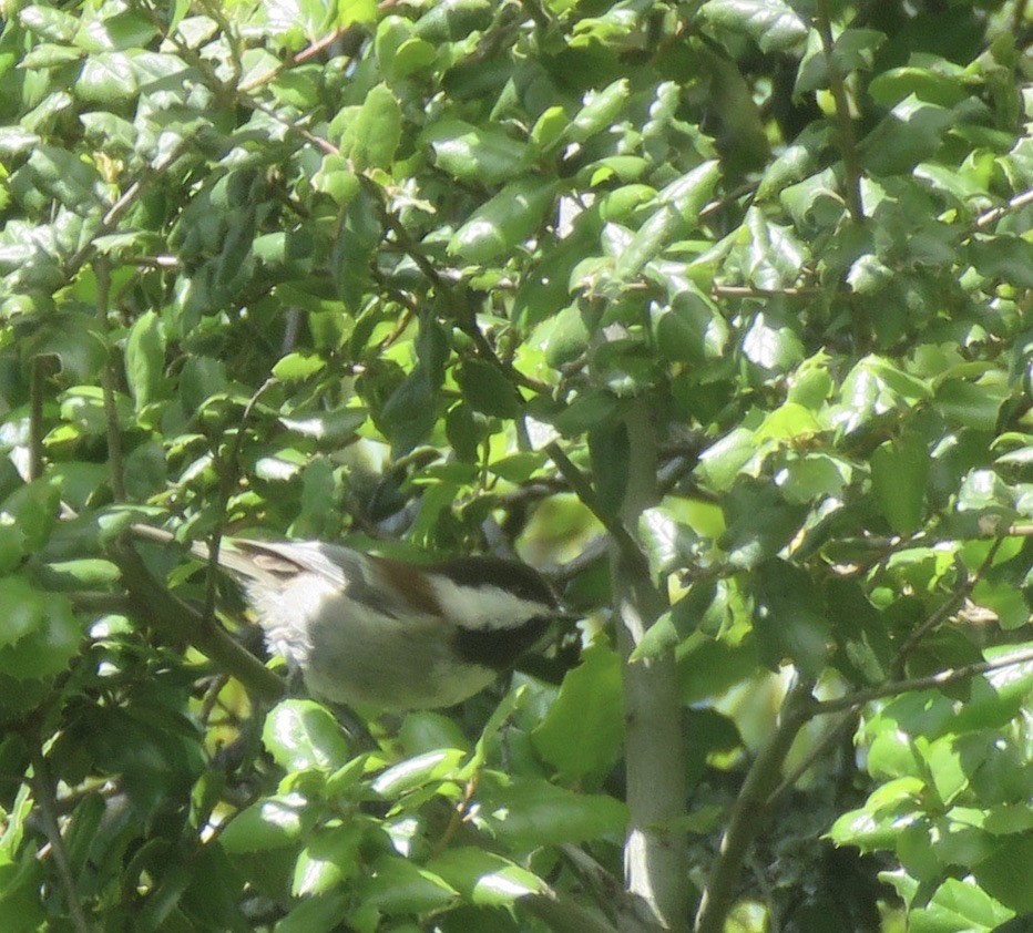 Chestnut-backed Chickadee - ML445461281