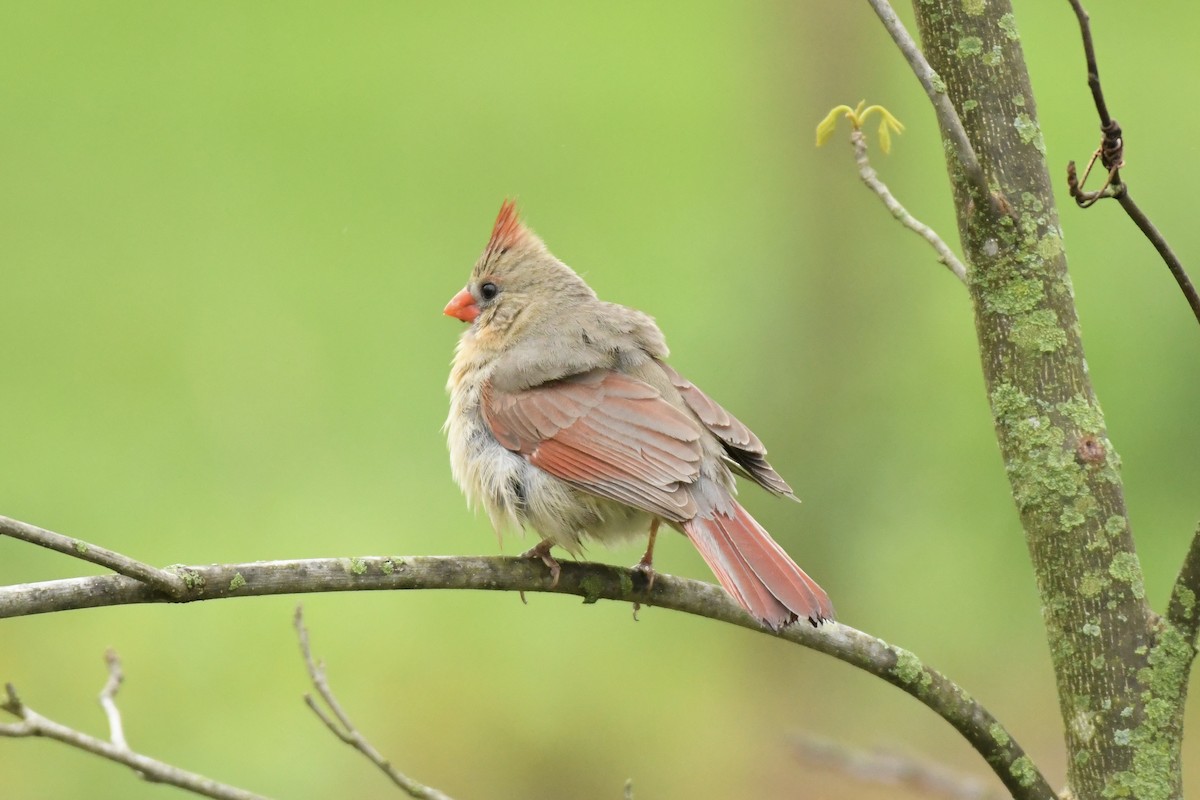 Northern Cardinal - ML445461811