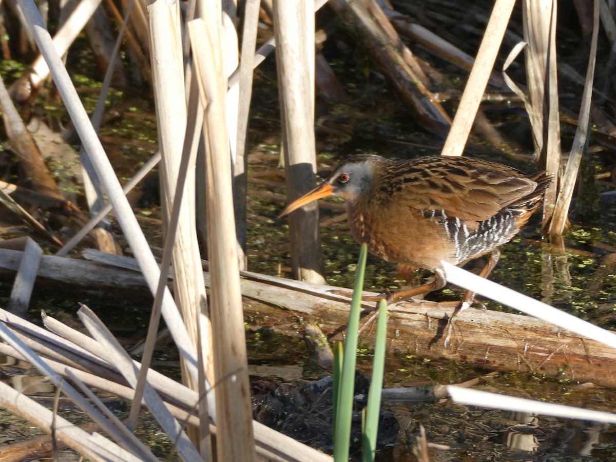 Virginia Rail - ML445462631
