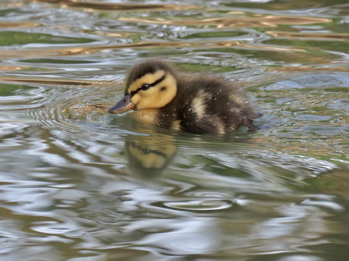 Mallard - Samuel Keener